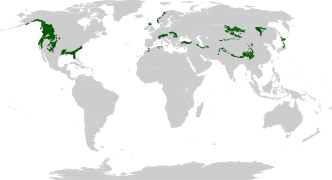 Mapa de distribución de bosques templados de coníferas.
