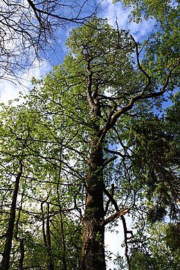 Juodalksnis (Alnus glutinosa)