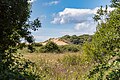 Braunton Burrows