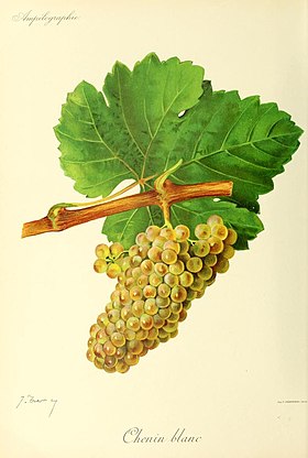 Illustration de Chenin B