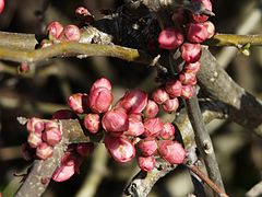 Les boutons floraux rouges.