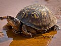 Eastern Box Turtle