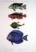 F de Castelnau-poissonsPl12.jpg