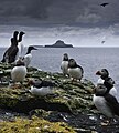 Image 10Puffins and guillemots on Lunga in the Treshnish Isles, with Bac Mòr (known as Dutchman's Cap for its distinctive shape) in the background Credit: Simaron