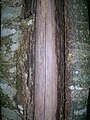 Close up of a frost crack with callus and bare timber