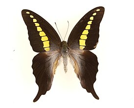 Graphium