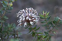 Grevillea buxifolia