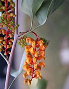 Grevillea wickhamii