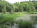 Naturüberlassenes Biotop am Zulauf