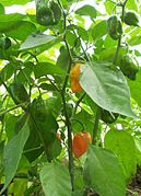 Растение Habanero