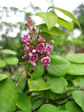 Averrhoa carambola