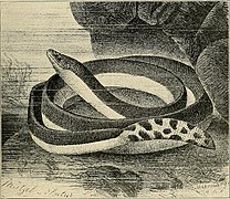 Image from page 180 of "Water reptiles of the past and present" (1914) (14586414668).jpg