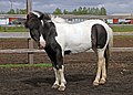 Iceland horse