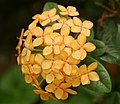 Ixora