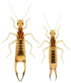 Mâle (à gauche) et femelle