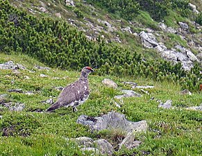 Alpa lagopo (Lagopus muta helvetica), somera plumaro