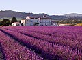 Polje lavande u Provansi