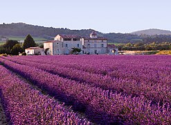 Lavennelfeld, Provence.