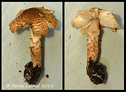 Lepiota helveola