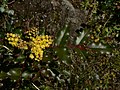 Mahonia aquifolium