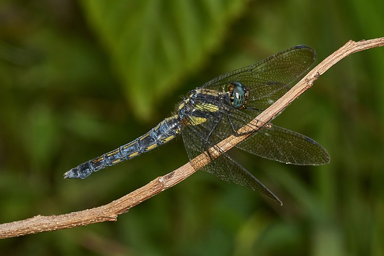 Самка стрекозы Orthetrum glaucum