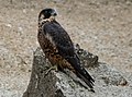 Juvenile, Morro Rock, California, USA