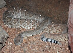 Red Diamondback Rattlesnake.jpg