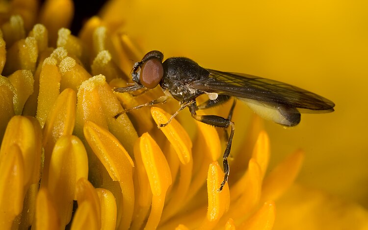 Сфегина горная (Sphegina montana) на цветке калужницы болотной (Caltha palustris)