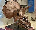 Череп Triceratops horridus у Королівському музеї Онтаріо в Канаді