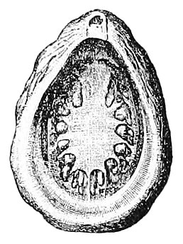 Tryblidium reticulatum