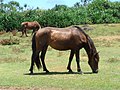 Japanisches Pony: Yonaguni