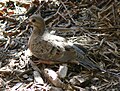 Mourning Dove (Zenaida macroura)