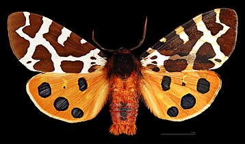 ♂ MHNT