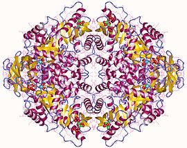 Image illustrative de l’article Pyruvate kinase