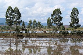 20171116 Ponds near Phonsavan, Laos 2952 DxO.jpg