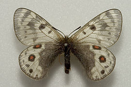 藍精靈絹蝶 P. acdestis