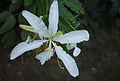 Flor de Bauhinia forficata