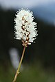 Polygonum bistortoides