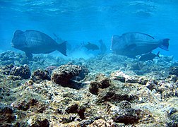 隆頭鸚哥魚