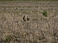 Buteo lagopus