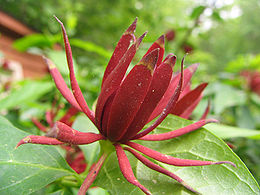 Puošnusis kalikantas (Calycanthus floridus)