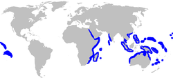 Range of the grey reef shark