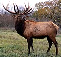 Elk bull