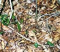 Agkistrodon contortrix contortrix, the southern copperhead, camouflaged in dead leaves; Liberty Co. Florida.