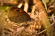 Erebia hispania