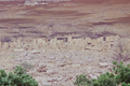 Village dogon construit au flanc de la falaise.