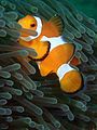 Amphiprion ocellaris