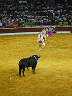 Forcados d'une course portugaise