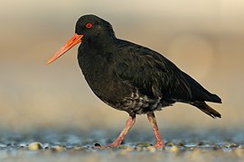 Haematopus unicolor - Point Chevalier