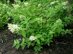 Japaninhortensian lajike syyshortensia (Hydrangea paniculata 'Grandiflora')